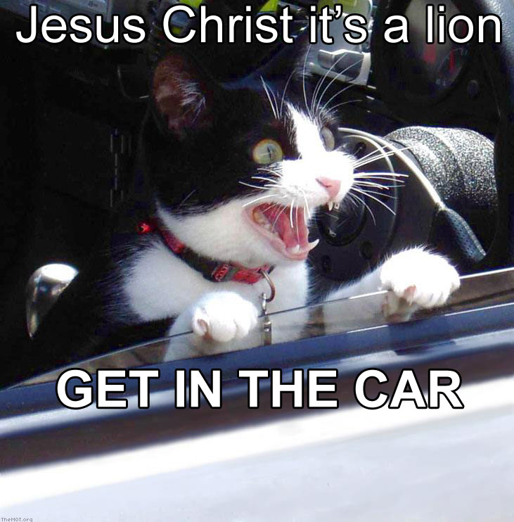 [Image: cat-getinthecar.jpg]