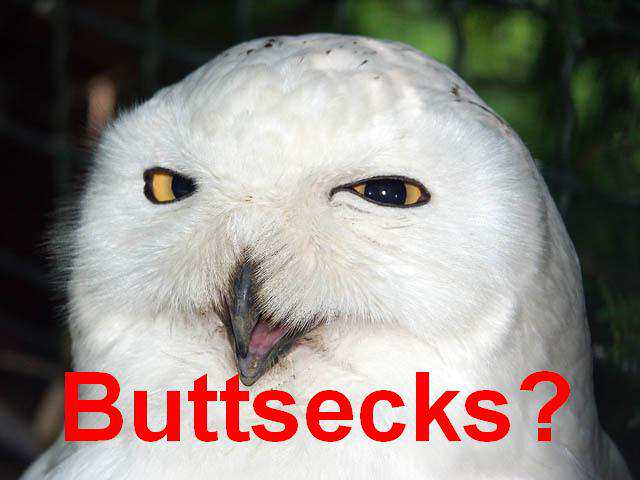 owl-buttsecks.jpg